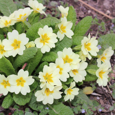 Primula vulgaris