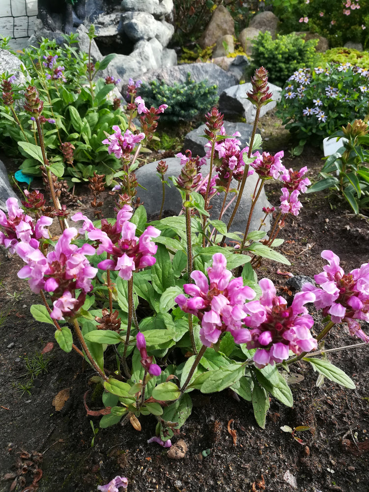 Prunella grandiflora | Red Cap