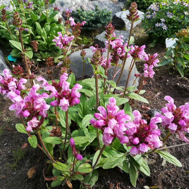 Prunella grandiflora | Red Cap