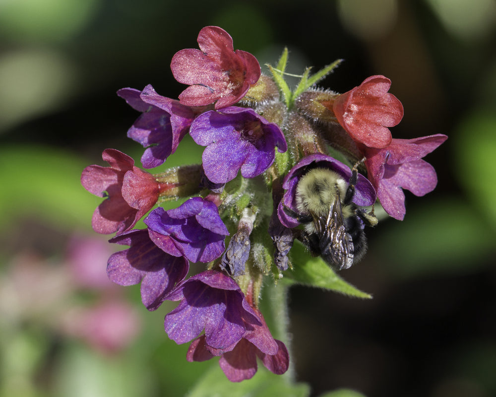 Pulmonaria grandiflora | Raspberry Splash