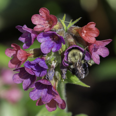 Pulmonaria grandiflora | Raspberry Splash