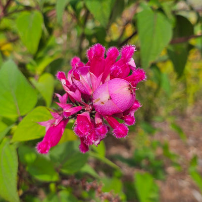 Salvia involucrata var. puberula | Hidalgo