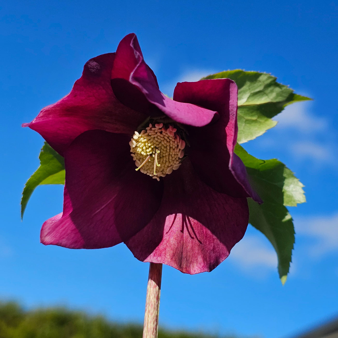 Helleborus orientalis