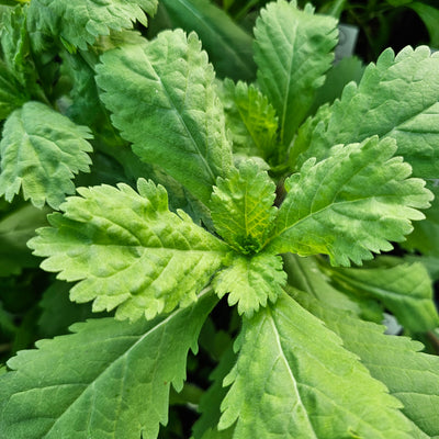 Scabiosa stellata | Starball
