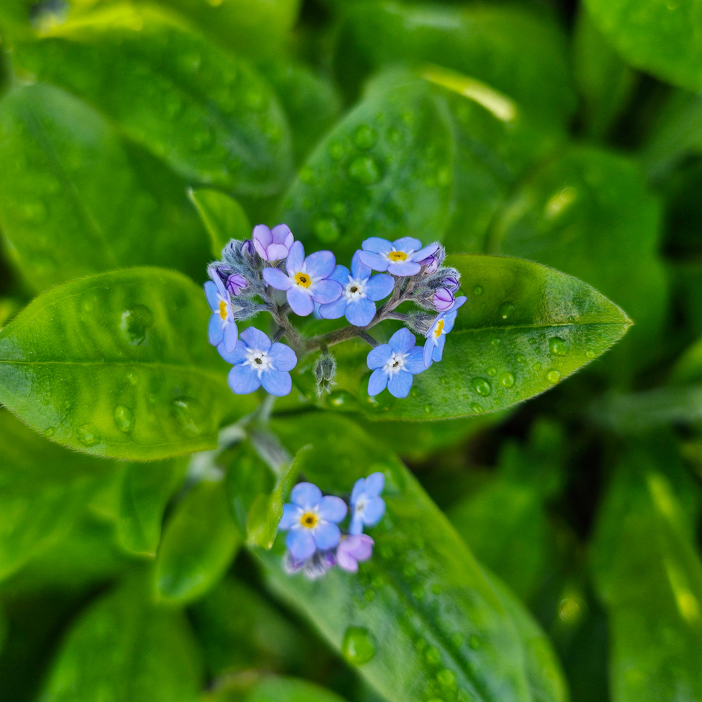 Myosotis alpestris | Indigo Blue | Forget-Me-Not