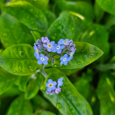 Myosotis alpestris | Indigo Blue | Forget-Me-Not