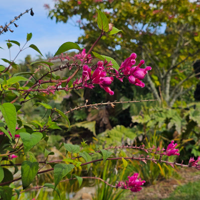 Salvia involucrata var. puberula | Hidalgo