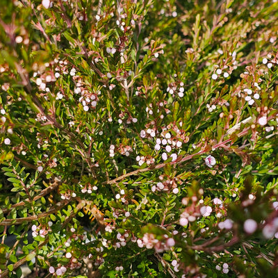 Thryptomene saxicola | Rosea