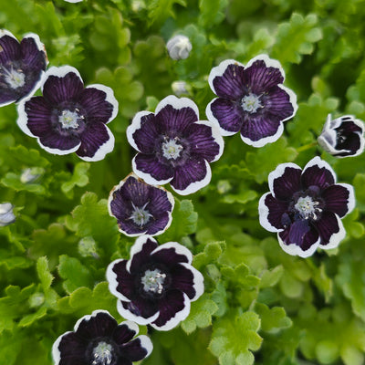 Nemophila menziesii | Penny Black