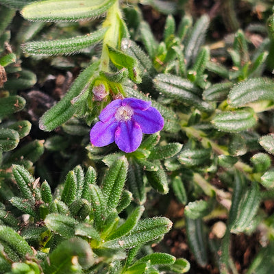 Lithodora diffusa | Grace Ward