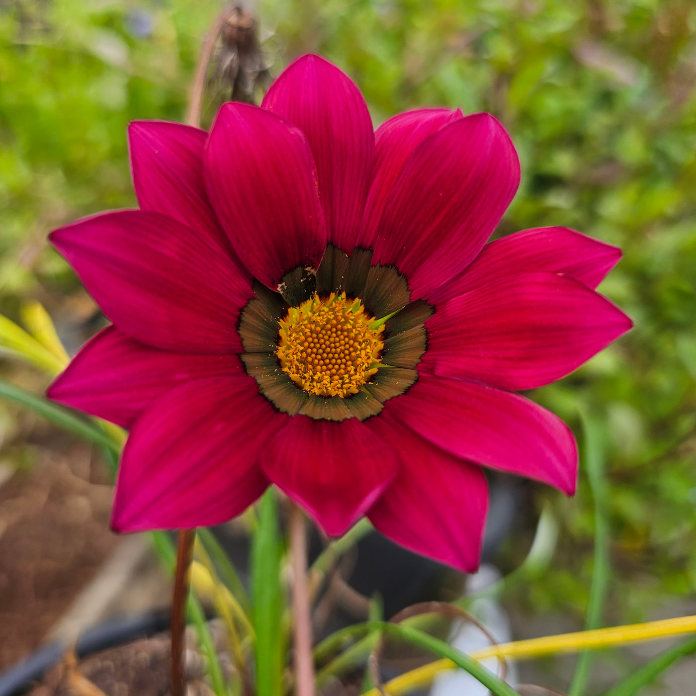 Gazania | Kiss Rose