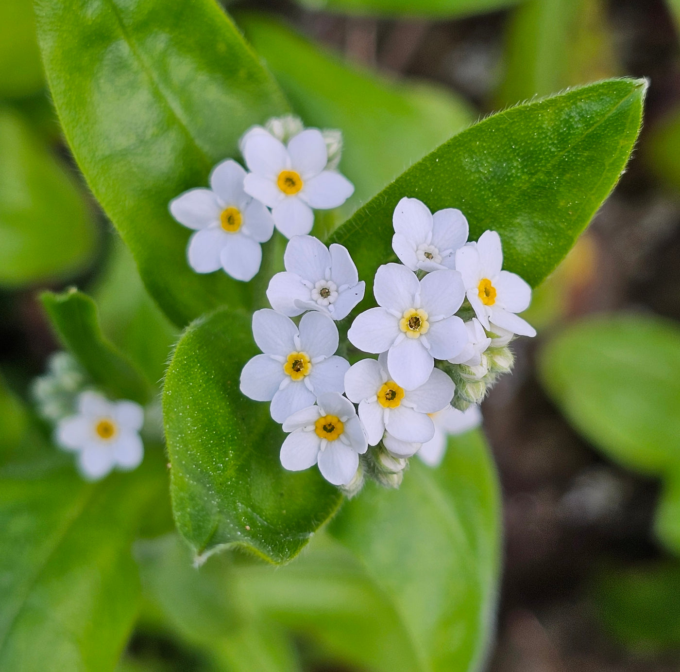 Myosotis alpestris | White | Forget-Me-Not