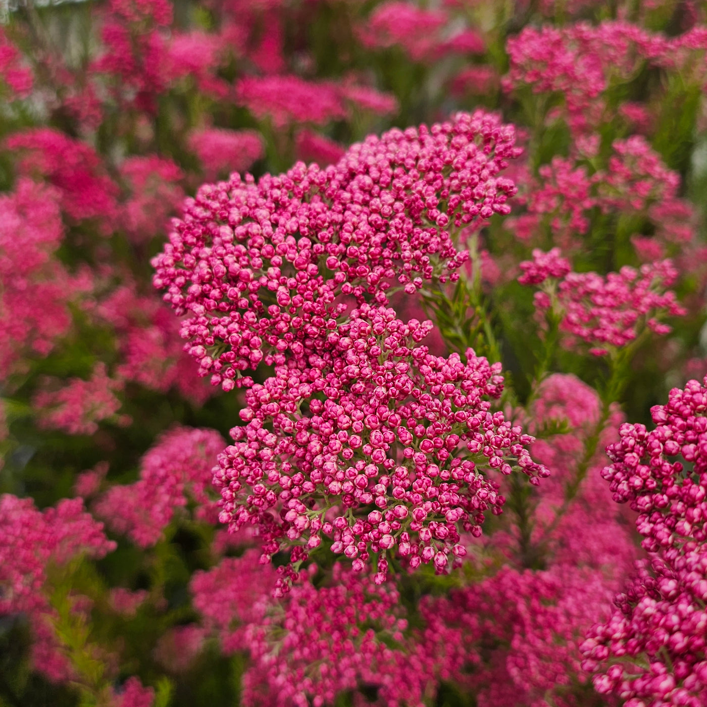 Ozothamnus diosmifolius | Royal Flush