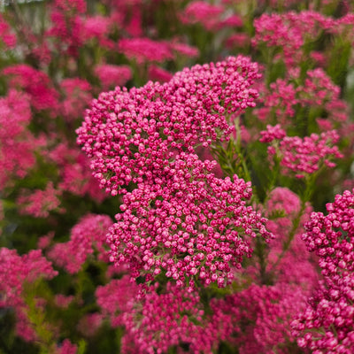 Ozothamnus diosmifolius | Royal Flush
