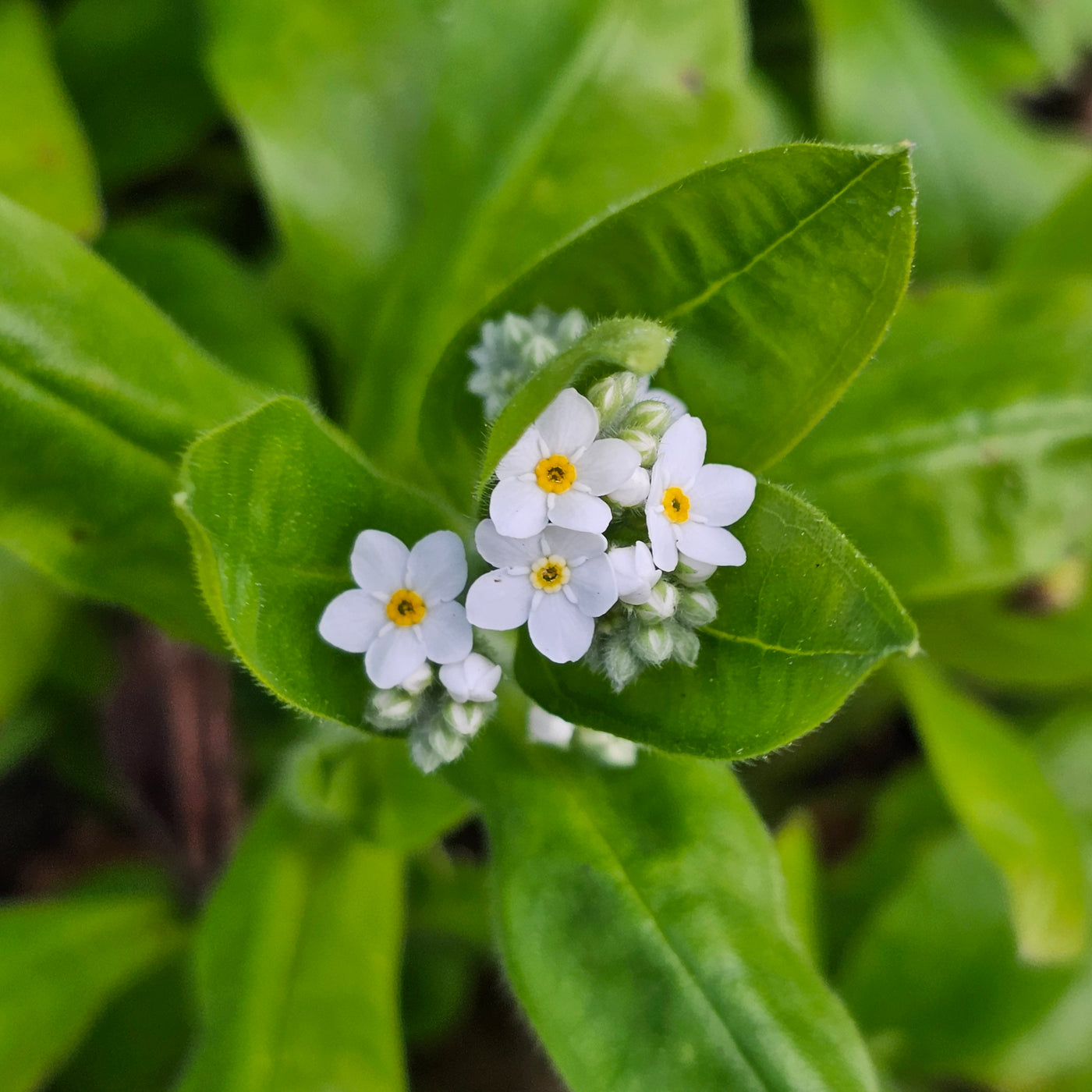 Myosotis alpestris | White | Forget-Me-Not