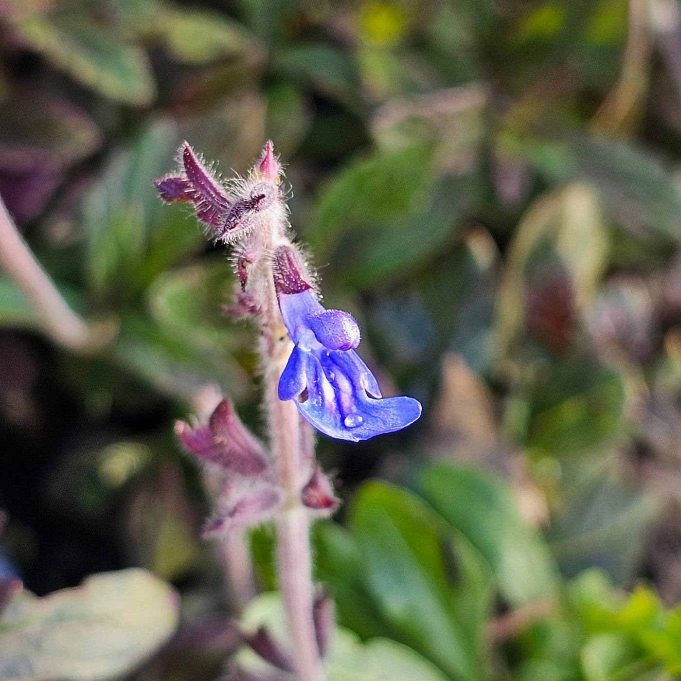 Salvia sinaloensis | Aztec Blue