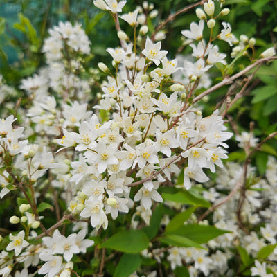 Deutzia gracilis | Nikko