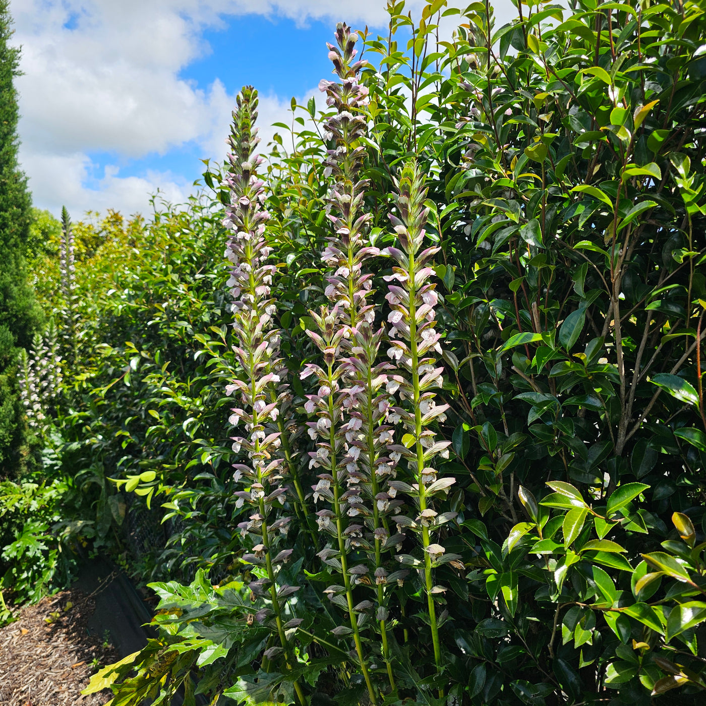 Acanthus mollis