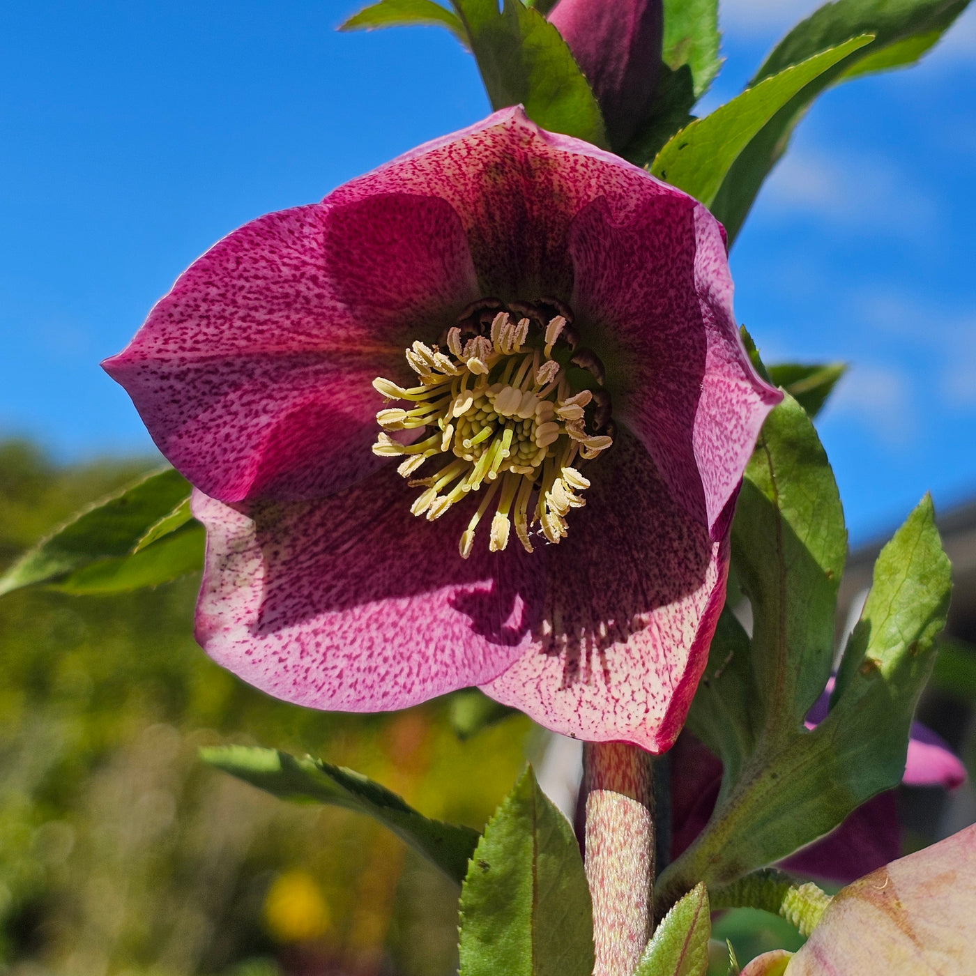 Helleborus orientalis