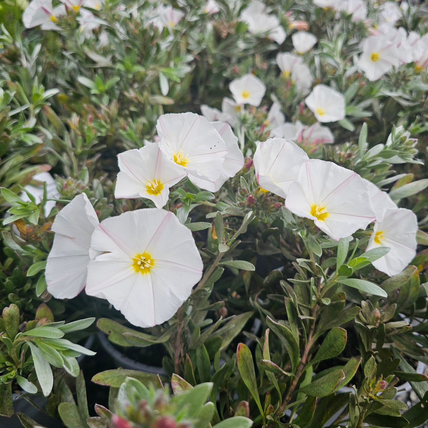 Convolvulus cneorum