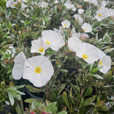Convolvulus cneorum