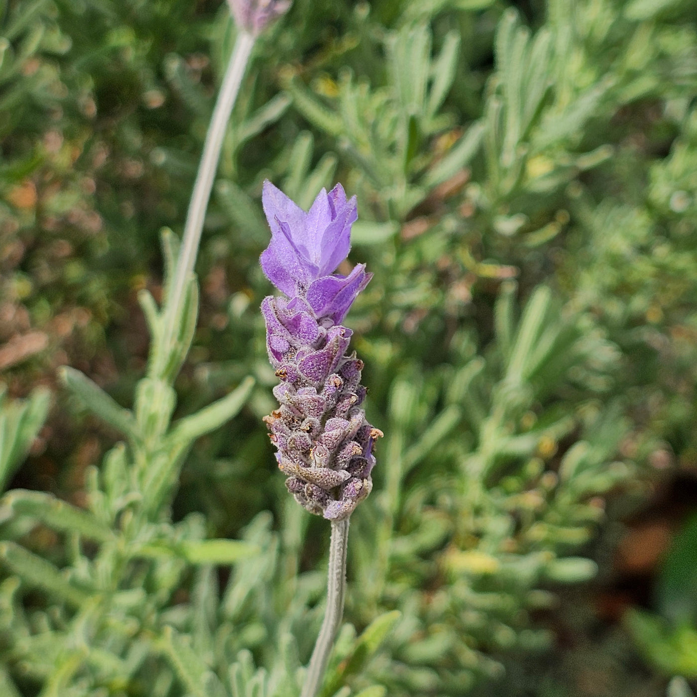Lavandula dentata