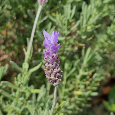 Lavandula dentata