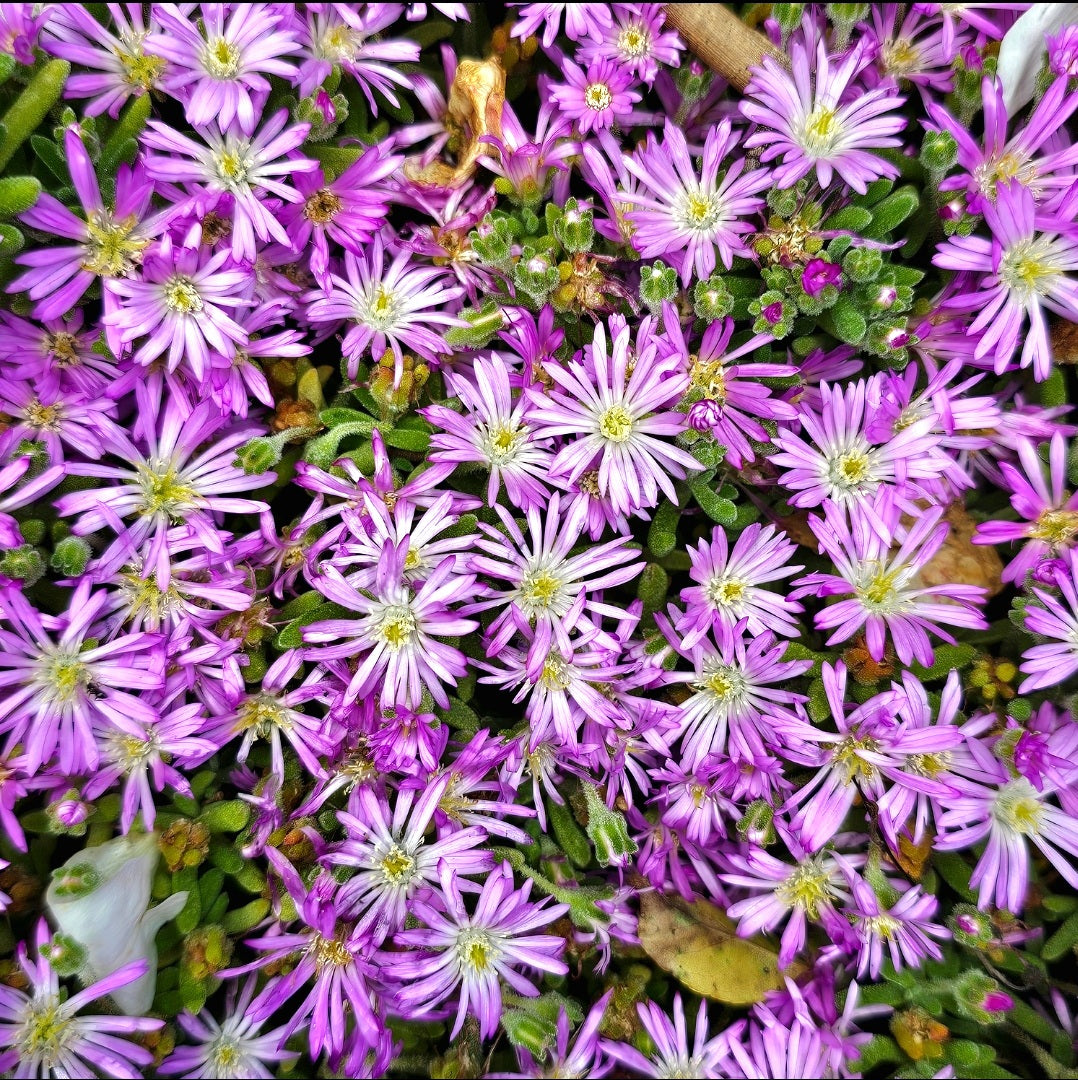 Mesembryanthemum | Pinkie