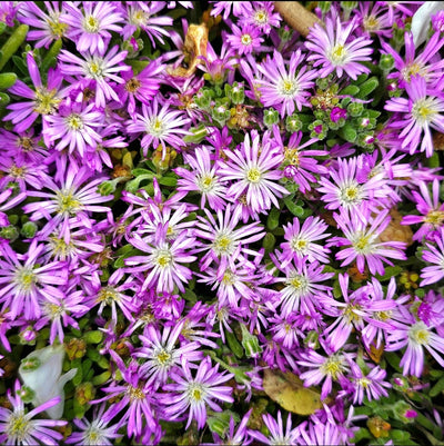 Mesembryanthemum | Pinkie