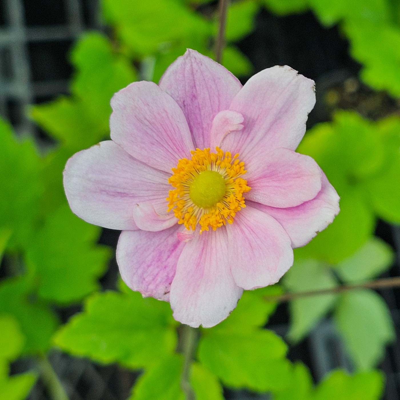 Anemone japonica | Double Soft Pink