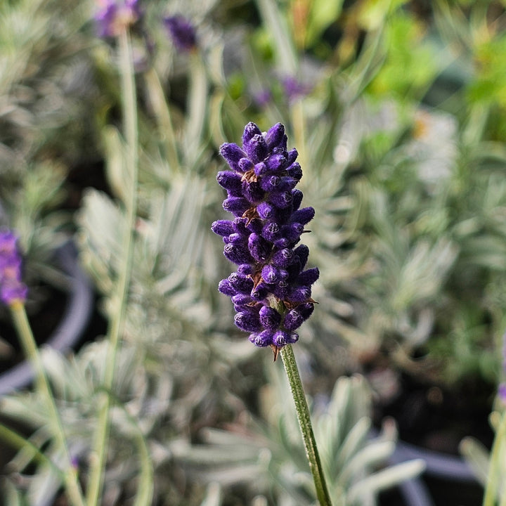 Lavandula angustifolia | Oxford Gem – Addenbrooke