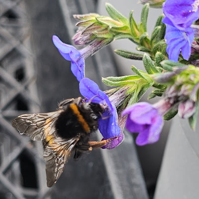 Lithodora diffusa | Grace Ward