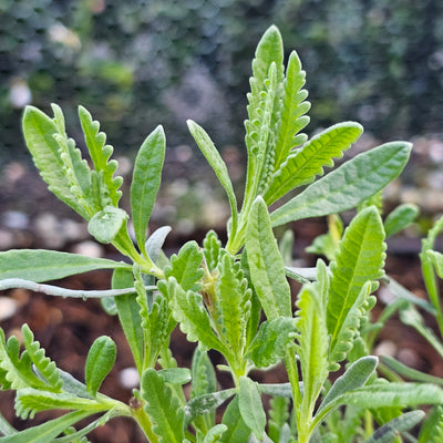 Lavandula x allardii