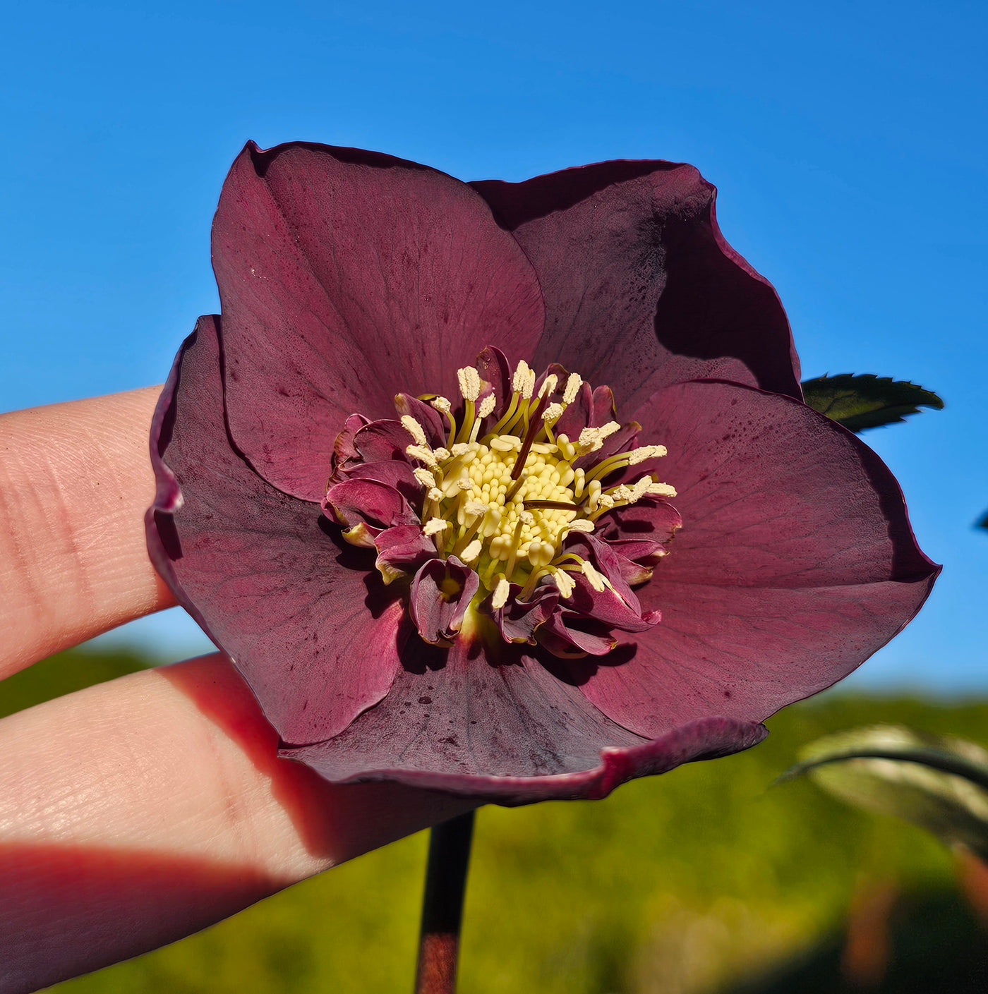 Helleborus x hybridus | Anemone Centered | Dark