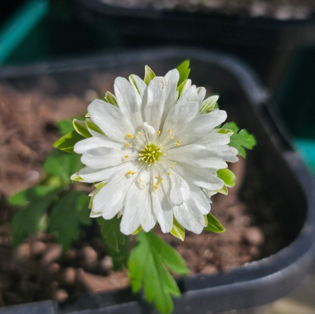 Anemone nemorosa | Bracteata | Woodland Anemone