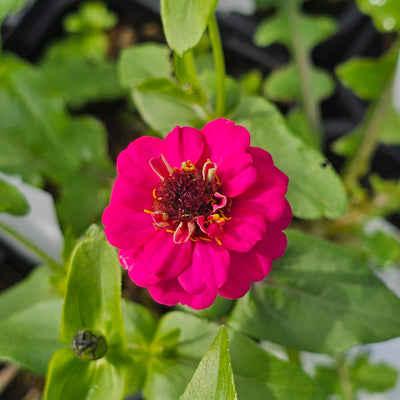 Zinnia | Lilliput Mix