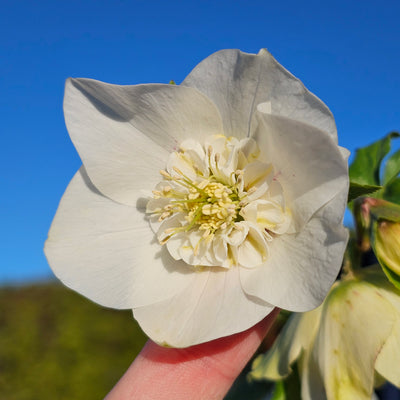 Helleborus x hybridus | Anemone Centered | White