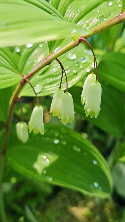 Polygonatum variegatum
