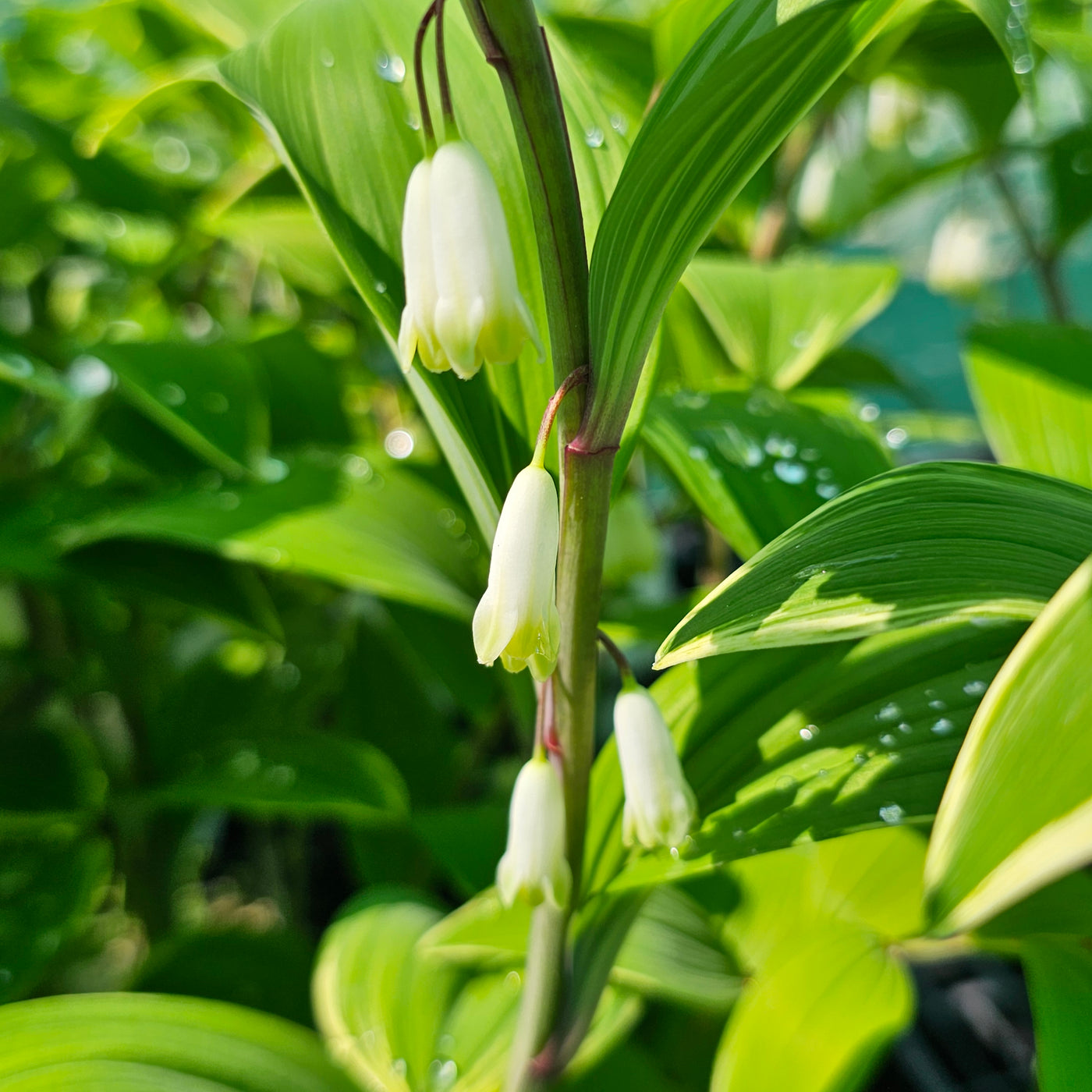 Polygonatum variegatum