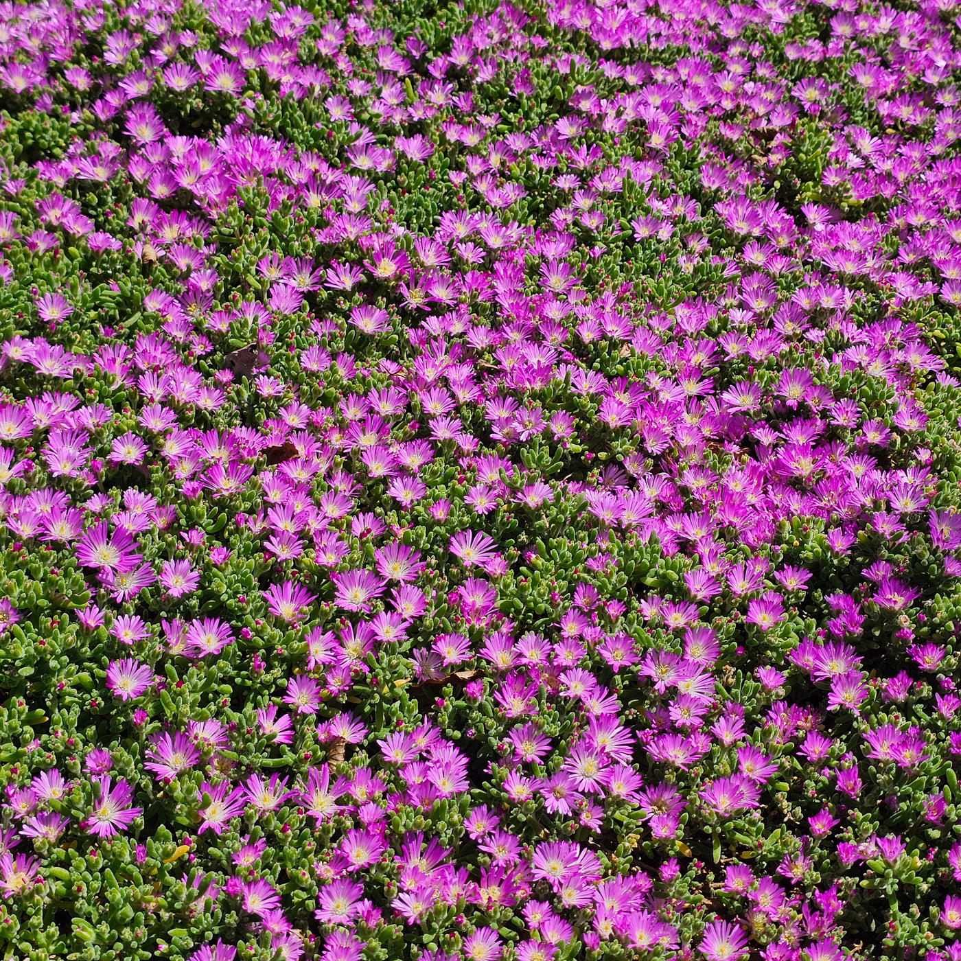 Mesembryanthemum | Pinkie