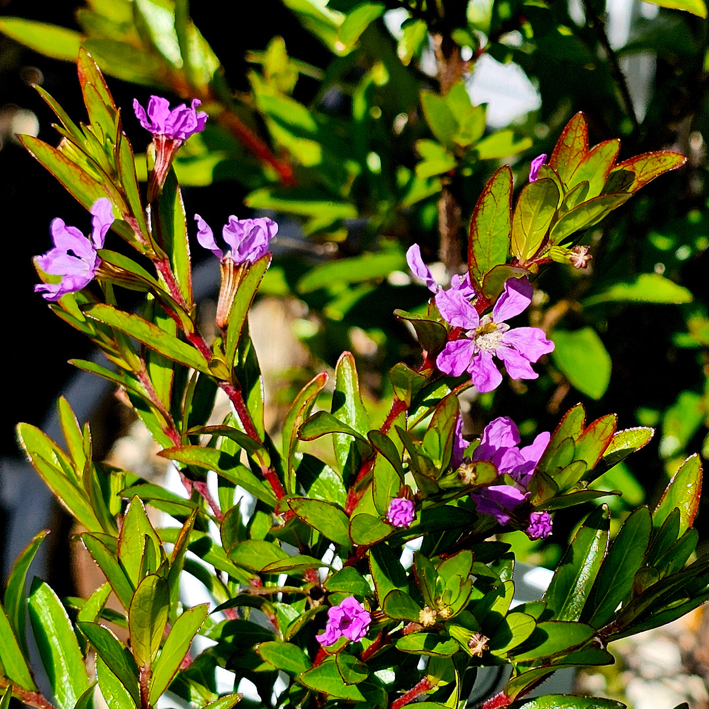 Cuphea hyssopifolia | Rob's Mauve