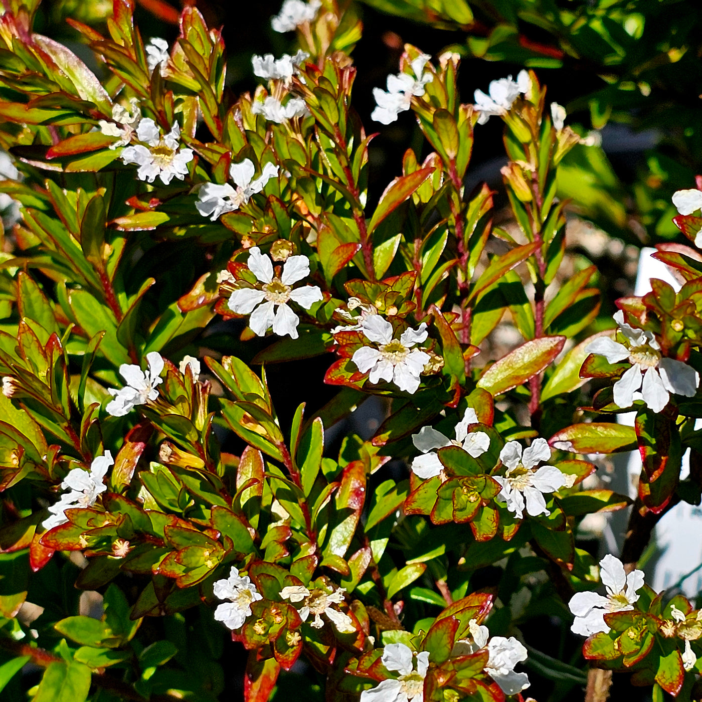 Cuphea hyssopifolia | Bianca