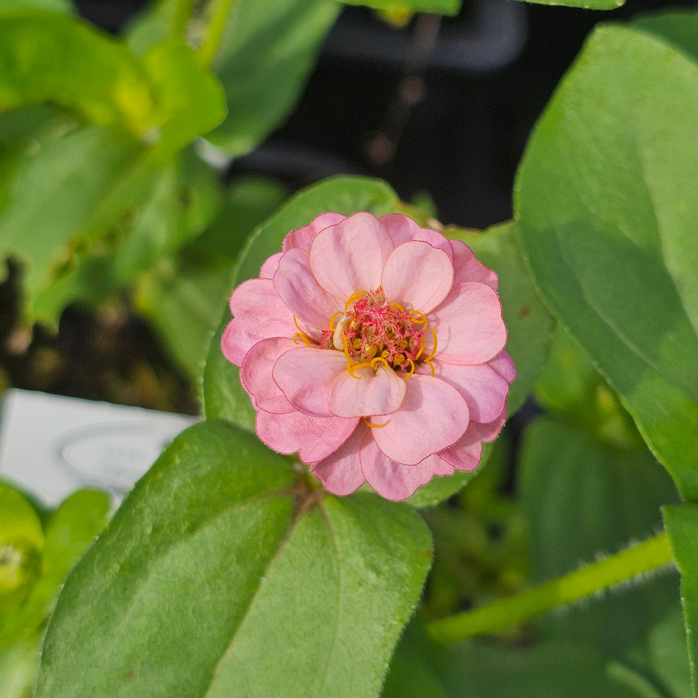 Zinnia | Lilliput Mix