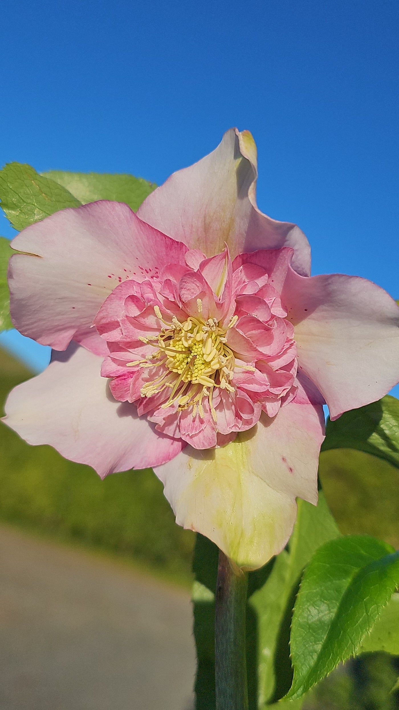 Helleborus x hybridus | Anemone Centered | Pink Shades