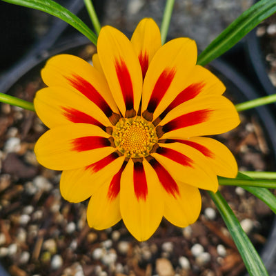 Gazania | Kiss Yellow