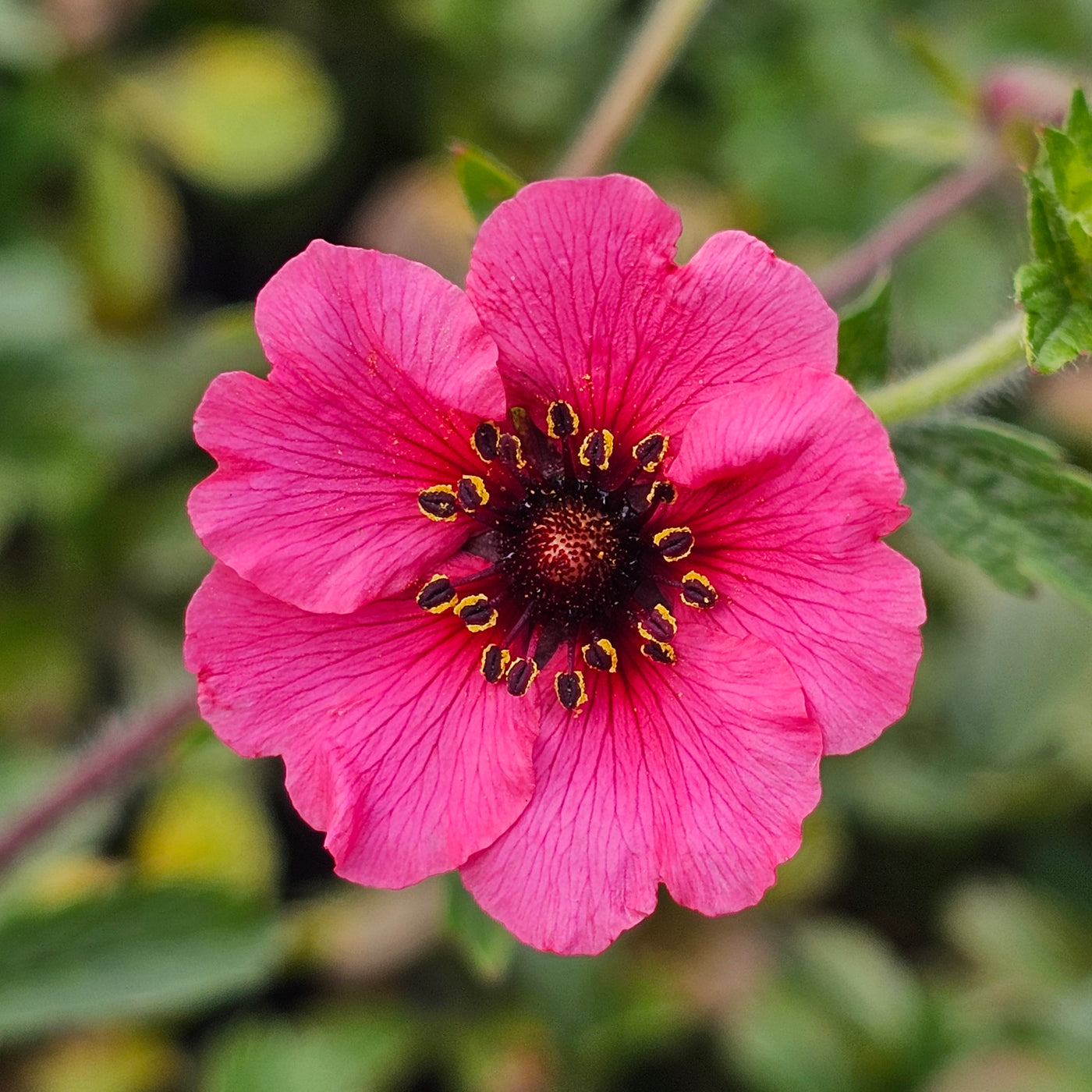 Potentilla | Melton Fire
