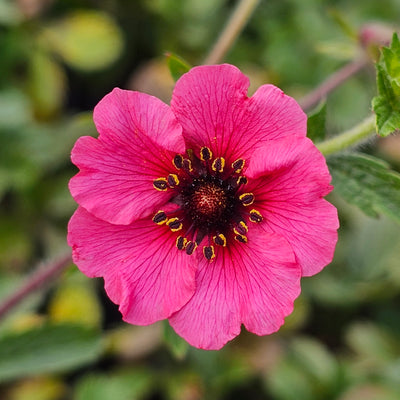 Potentilla | Melton Fire