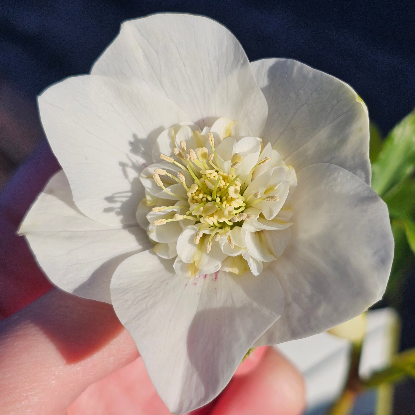 Helleborus x hybridus | Anemone Centered | White