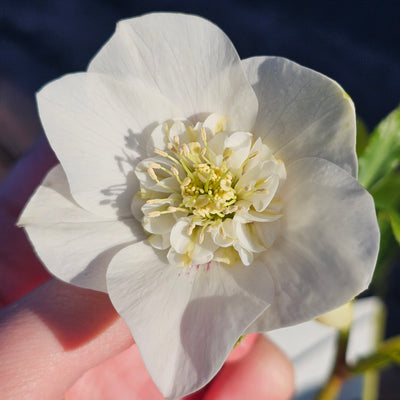 Helleborus x hybridus | Anemone Centered | White