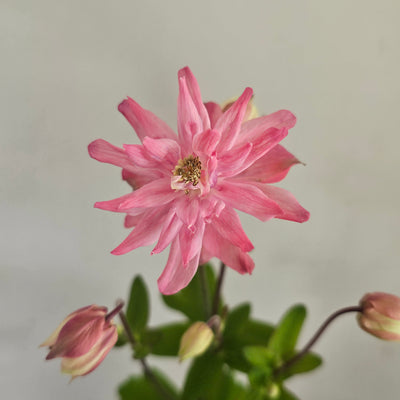 Aquilegia vulgaris | Clementine Salmon Rose